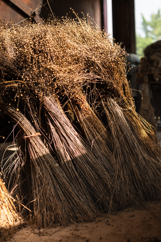 Flax bundles drying in the sunshine