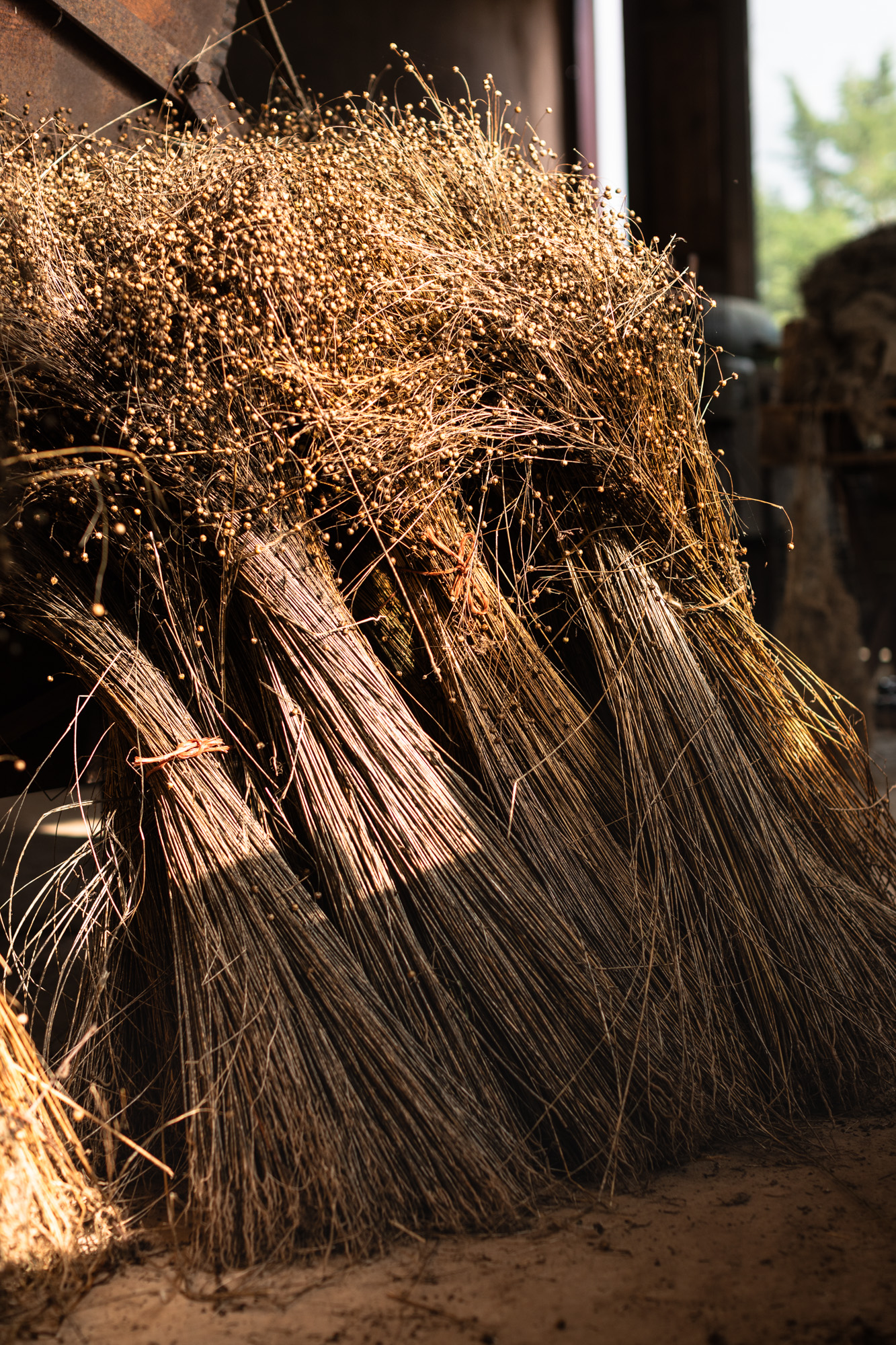Dried flax bundles resting against the scutching mill at Mallon Farm, golden in the afternoon light