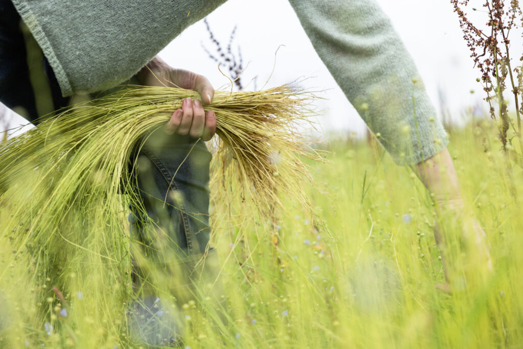 Flax harvesting at Mallon Farm